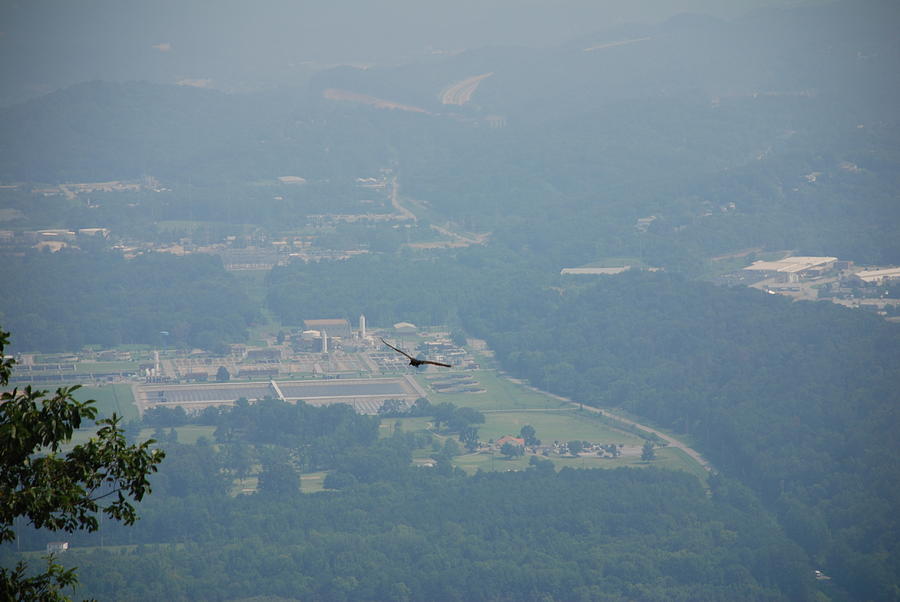 Hawk Soars Point Park Chattanooga Photograph by Kenny Glover