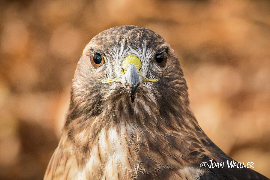 Hawk Stare Photograph by Joan Wallner