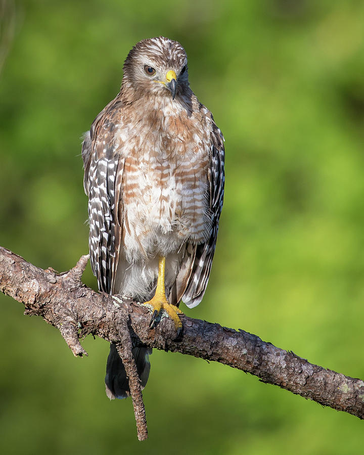 Hawk Stare Photograph by Joe Myeress