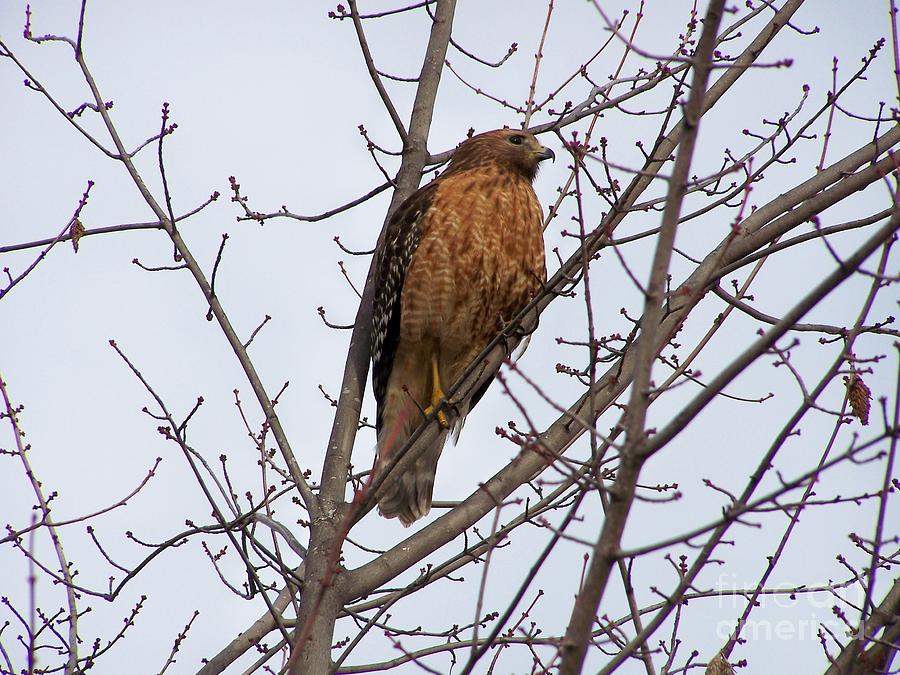 Hawk Digital Art by Stephanie Smith - Fine Art America