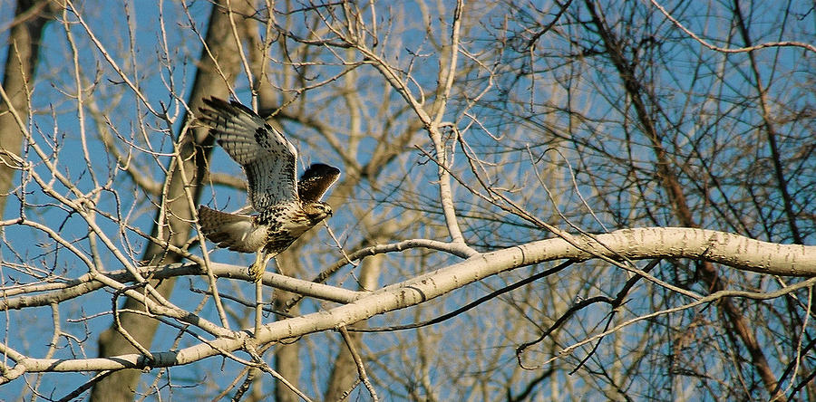 Hawk Photograph by Steve Karol