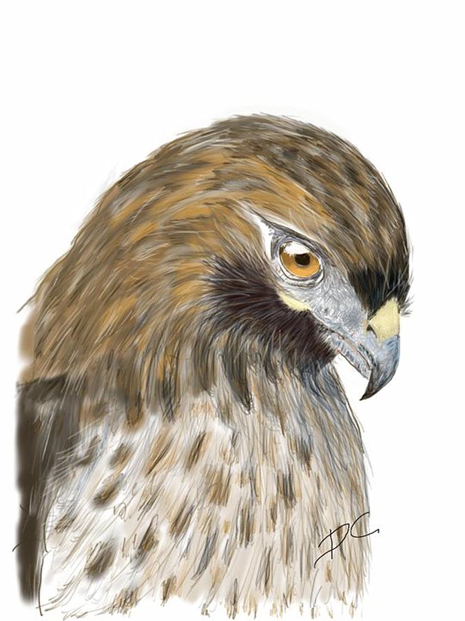Hawk study Digital Art by Darren Cannell