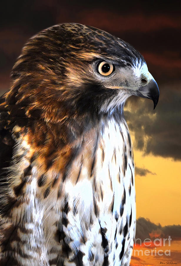 Hawk Sunset Photograph by Adam Olsen