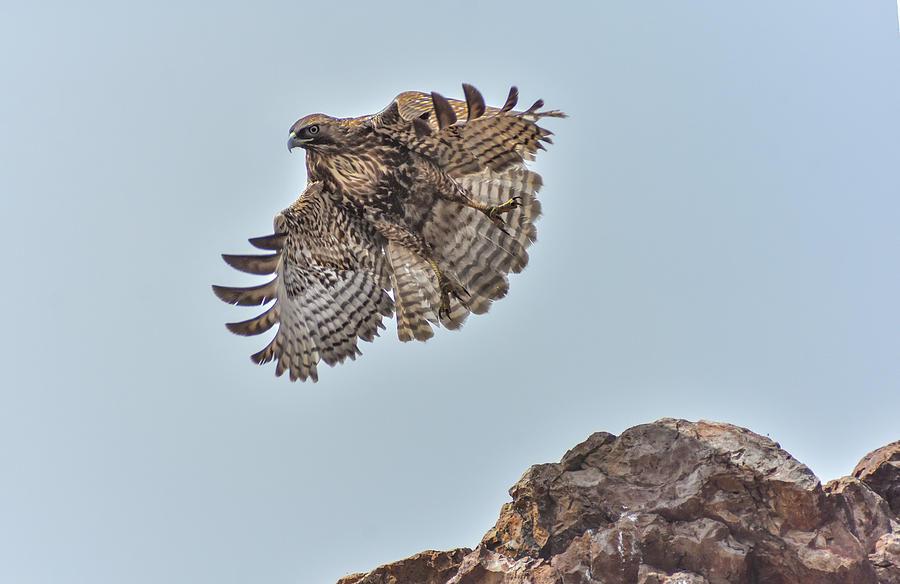 Hawk Take Off Photograph by Rick Mosher