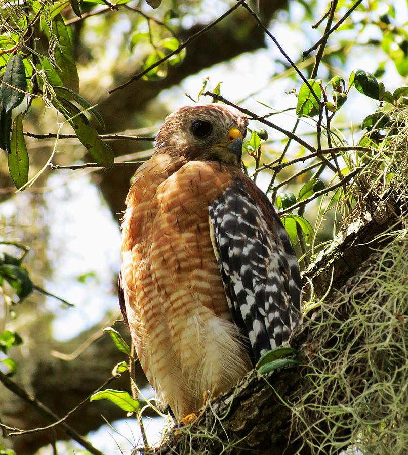 Hawk taking a rest on a tree in Lakeland Florida Photograph by Adrian De Leon Art and Photography