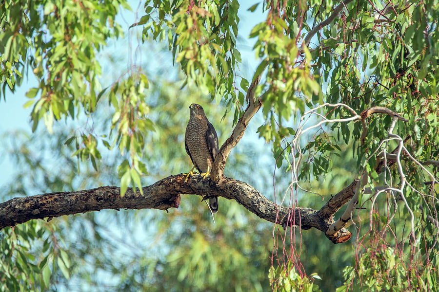 Coopers Hawk #2 Photograph by Tam Ryan