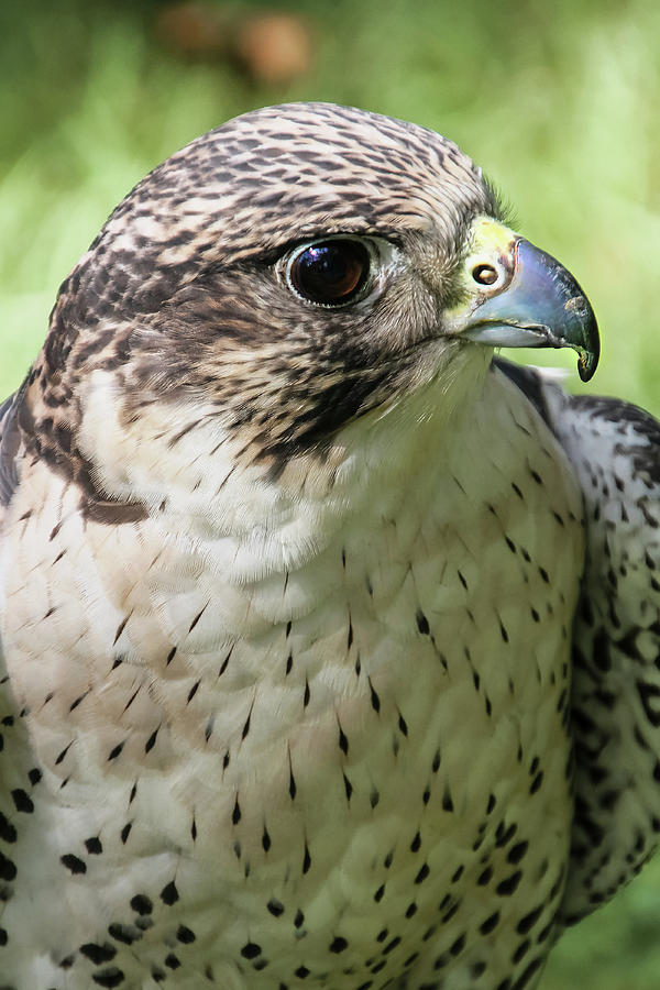 Hawk Thinking About Prey Photograph by Bob Slitzan