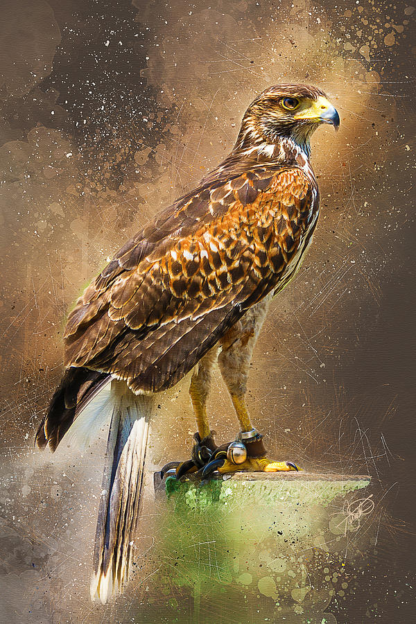 Hawk Digital Art by Tom Schmidt