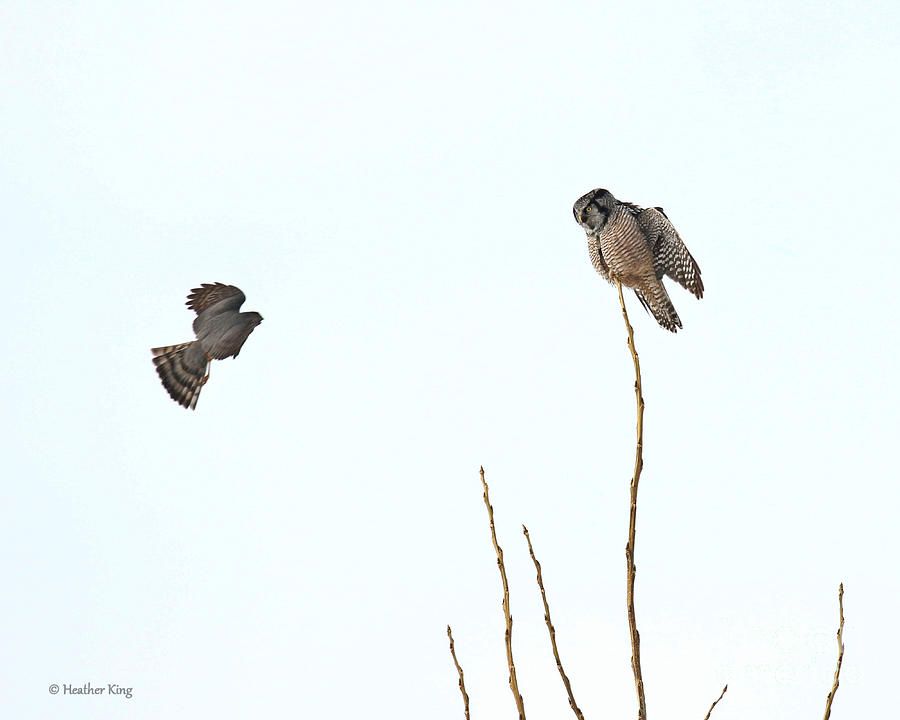 Hawk VS Hawk Owl Photograph by Heather King