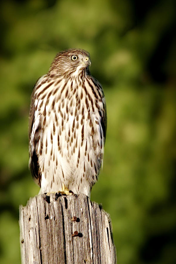 Hawk Photograph - Hawk Waiting for Prey by Alexandra Till