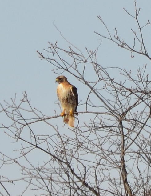 Hawk Waits Photograph by Karla Bagdikian