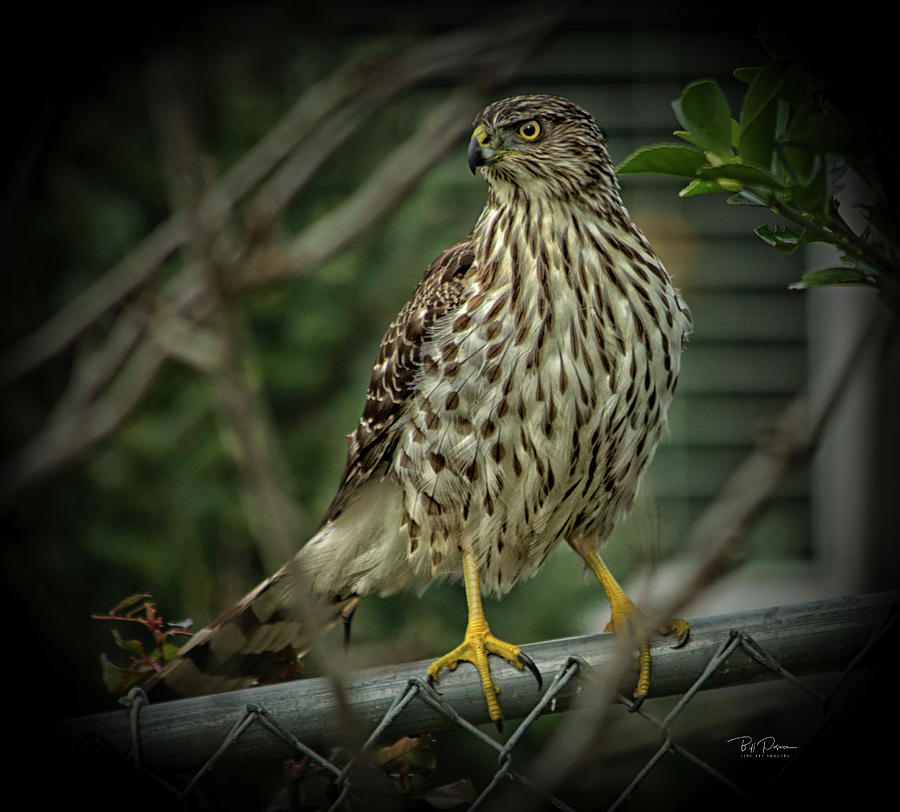 Hawk Watch Photograph by Bill Posner
