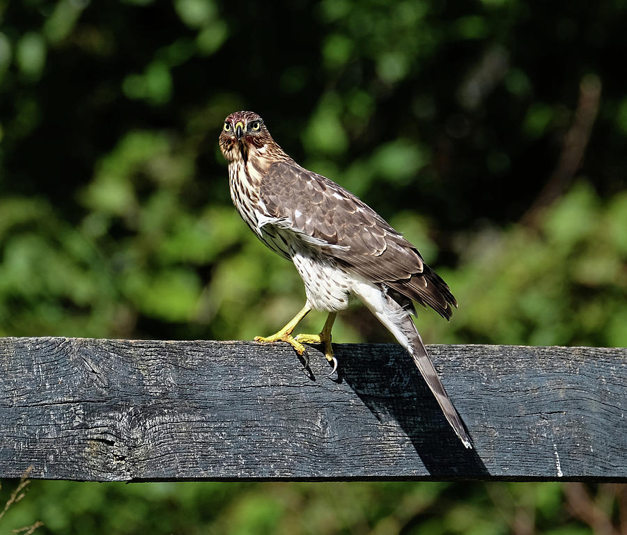 Coopers Hawk watching Photograph by Ronda Ryan