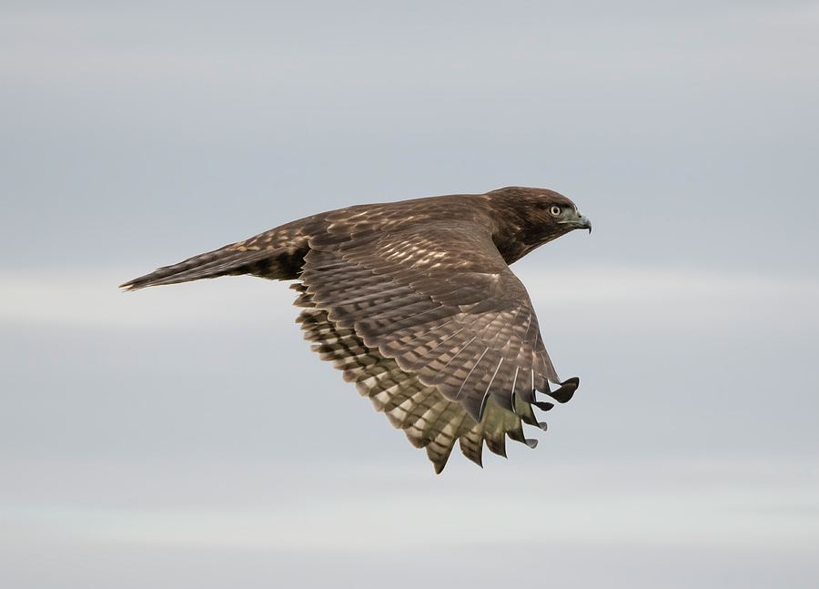 Hawk Weather Photograph by Loree Johnson