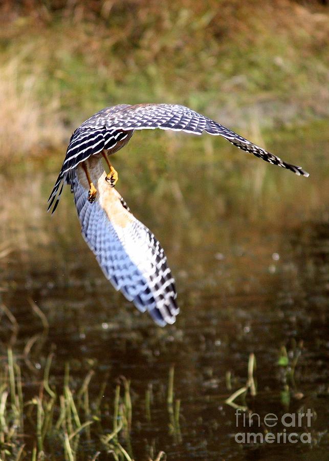 Bird Photograph - Hawk Wings by Carol Groenen