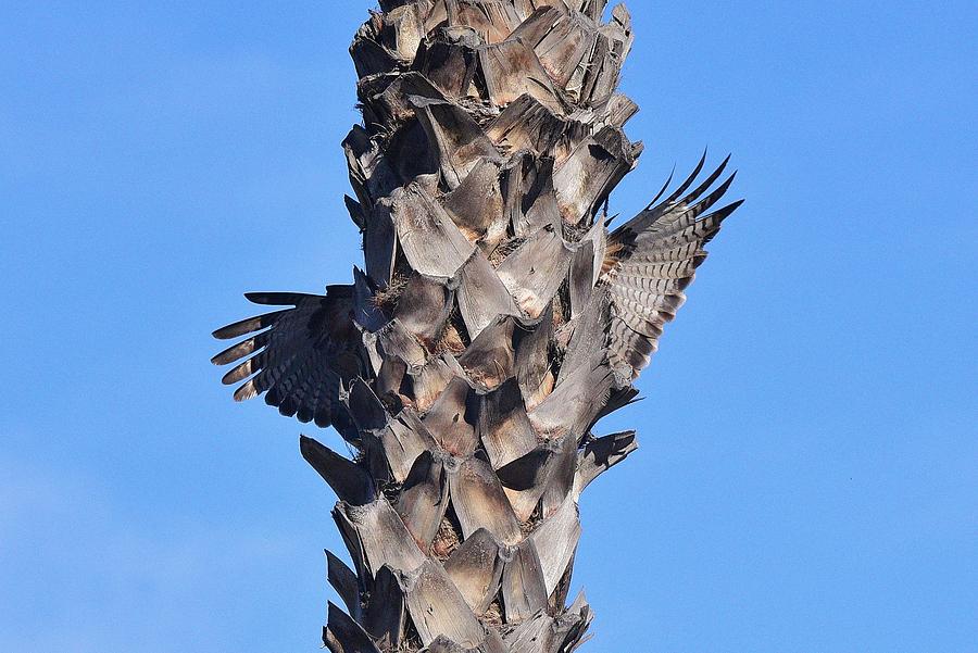 Hawk Wings Photograph by Linda Brody