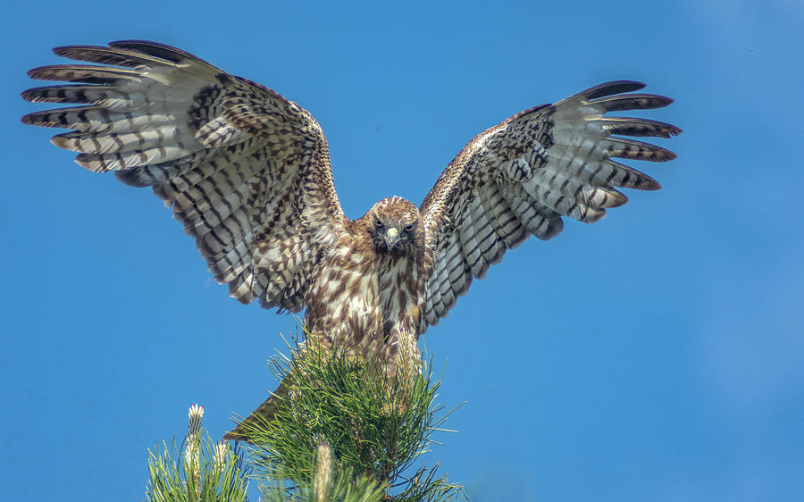 Hawk Wings Photograph by Rick Mosher