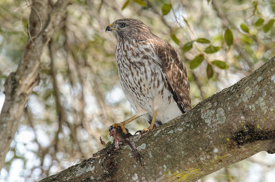 Hawk With Frog Photograph by Lonnie Wooten - Fine Art America