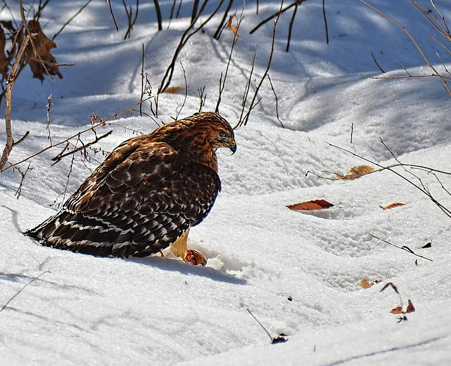 Hawk with lunch Photograph by Ronda Ryan