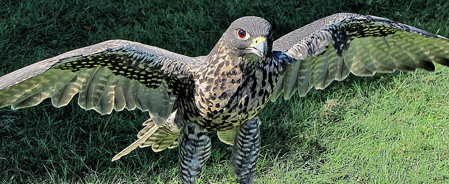 Hawk with Wings Spread Photograph by Bob Slitzan