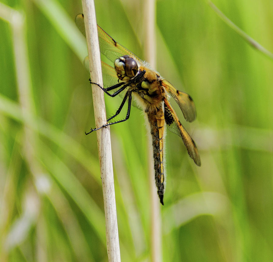 Hawker dragonfly Photograph by Ed James