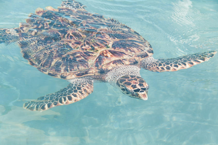 Hawkesbill Sea Turtles at Isla Mujeres Turtle Sanctuary Digital Art by Carol Ailles