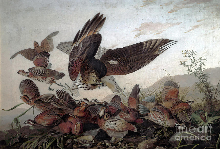 Hawks Attacking Partridges Painting by John James Audubon