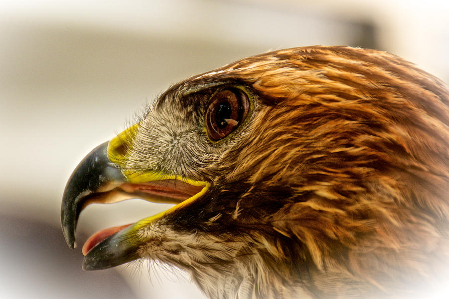 Hawks Eye Photograph by Kathi Isserman