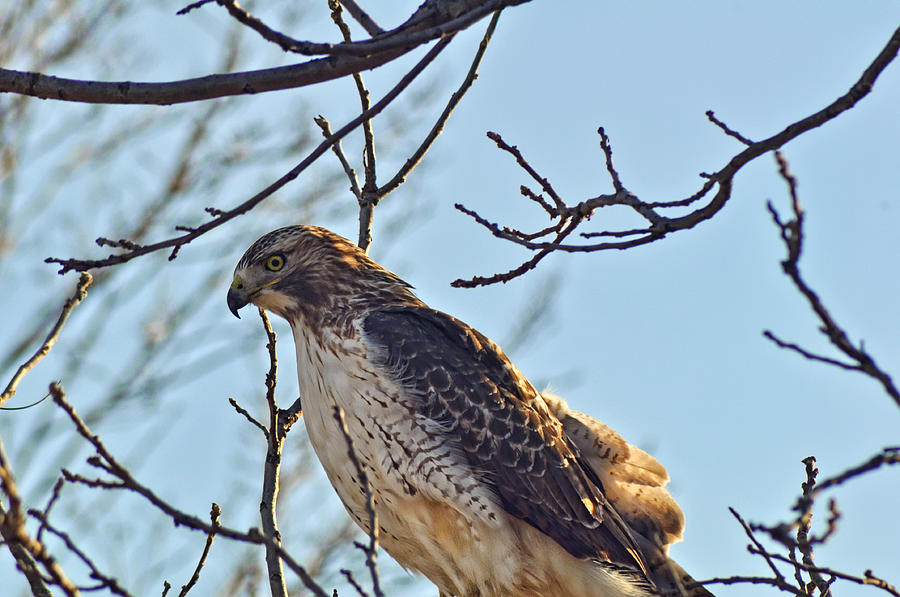 Hawks Eye Photograph by Matt Steffen - Fine Art America