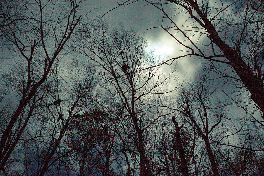 Hawks Under The Full Moon by Mela Luna Hawks Under The Full Moon by Mela Luna
