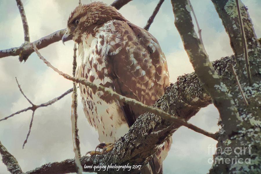 Hawks Winter Watch Photograph by Tami Quigley