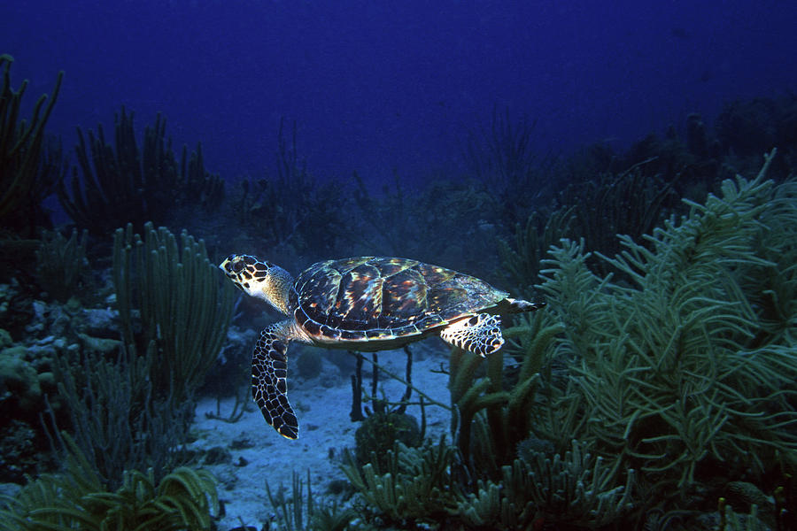 Hawksbill Sea Turtle 1 Photograph by Pauline Walsh Jacobson