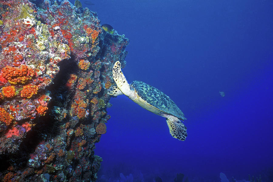 Hawksbill Sea Turtle 10 Photograph by Pauline Walsh Jacobson