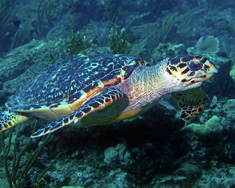 Hawksbill Sea Turtle 3 Photograph by Pauline Walsh Jacobson