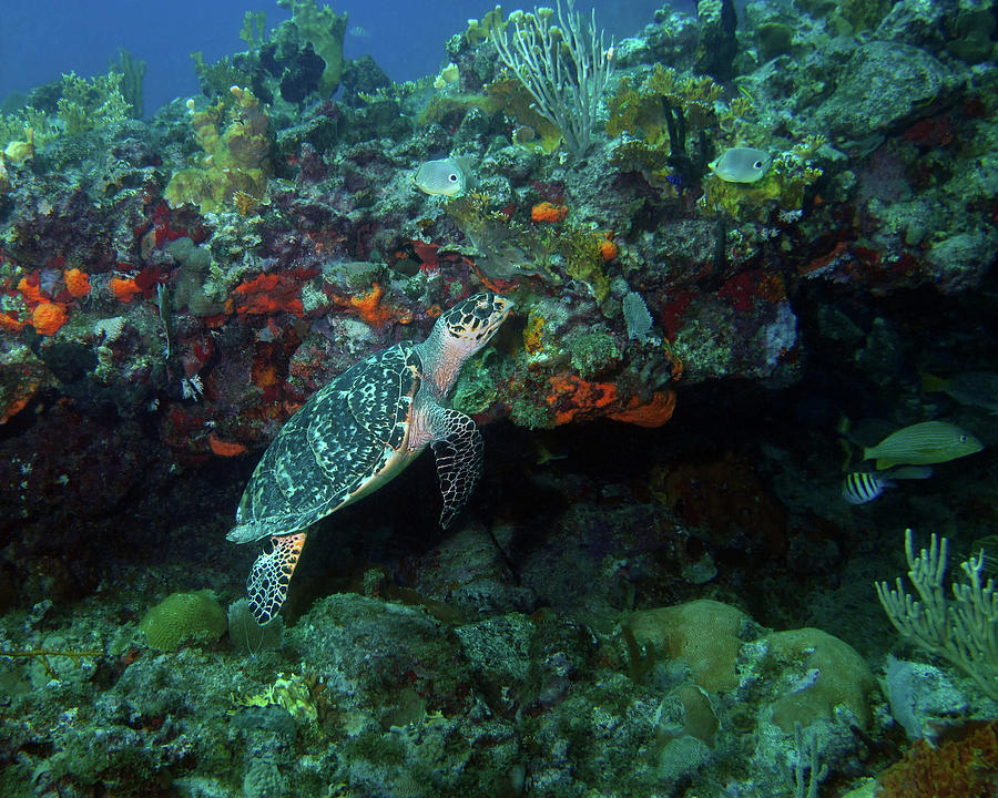 Hawksbill Sea Turtle 4 Photograph by Pauline Walsh Jacobson