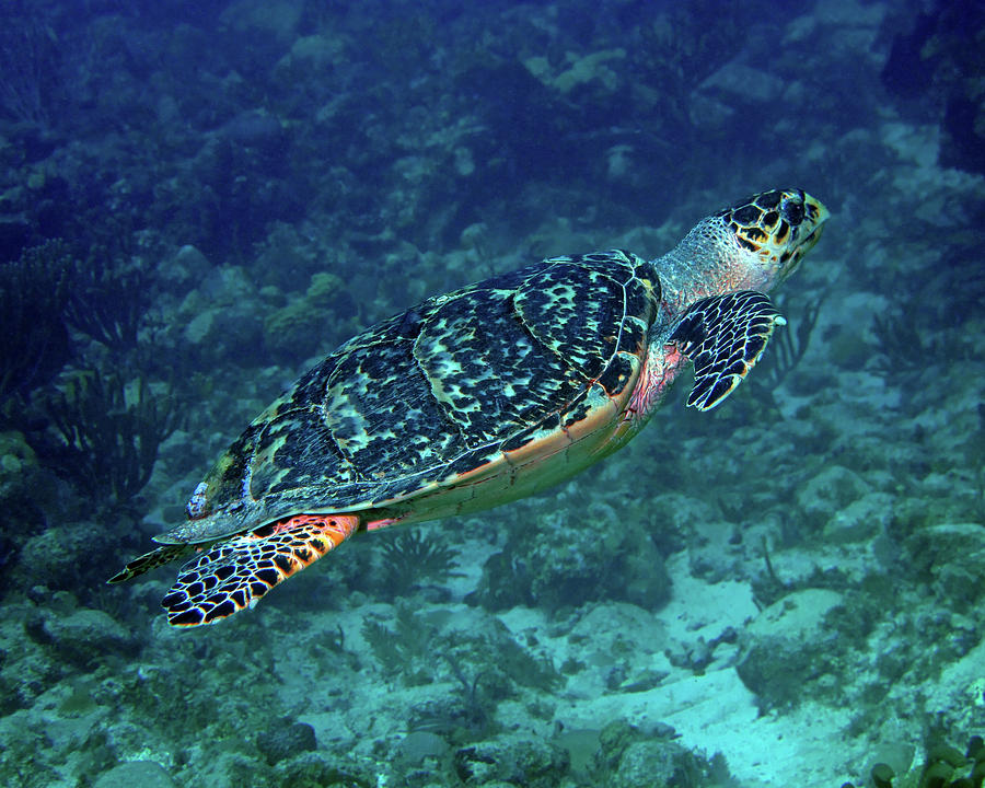 Hawksbill Sea Turtle 5 Photograph by Pauline Walsh Jacobson