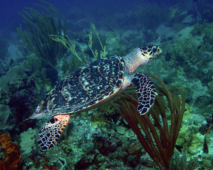 Hawksbill Sea Turtle 7 Photograph by Pauline Walsh Jacobson