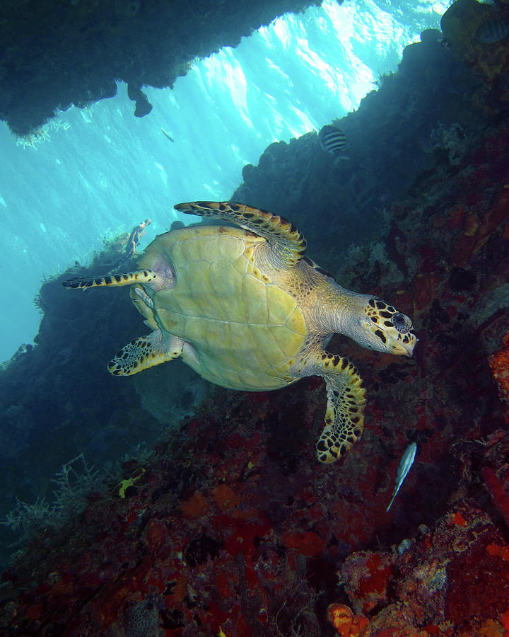 Hawksbill Sea Turtle 8 Photograph by Pauline Walsh Jacobson