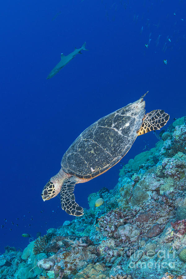 Hawksbill Sea Turtle At The Edge Photograph