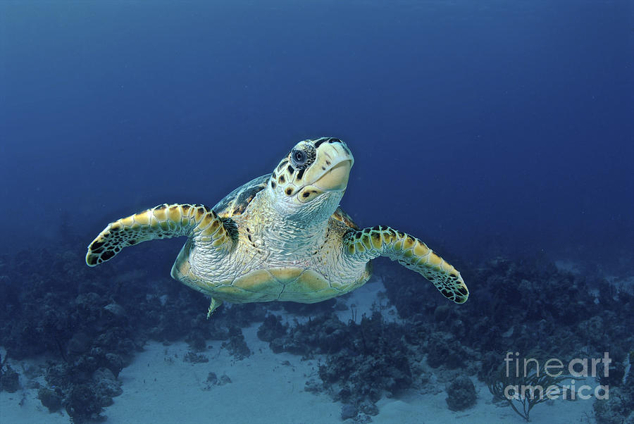 Hawksbill Sea Turtle, Nassau, The Photograph