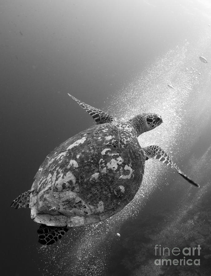 Hawksbill Turtle Ascending Photograph by Steve Jones