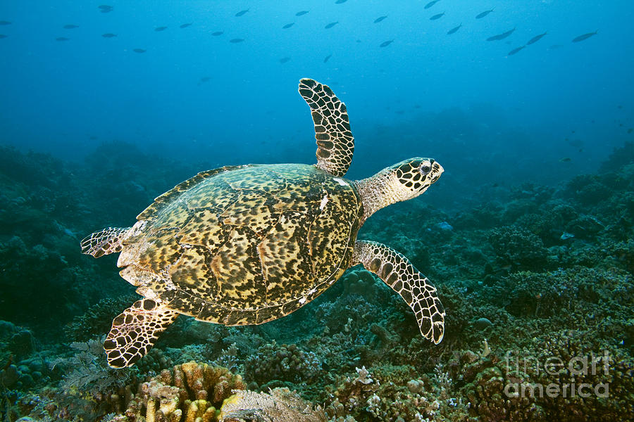 Hawksbill Turtle Photograph by Dave Fleetham - Printscapes