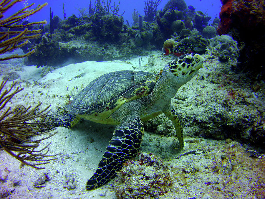 Hawksbill Turtle on lookout Photograph by Bob Foudriat