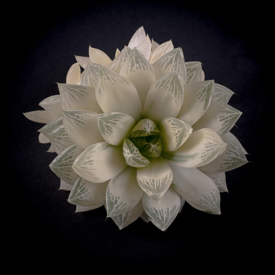 Haworthia Cymbiformis Variegata #1  Photograph by Catherine Lau