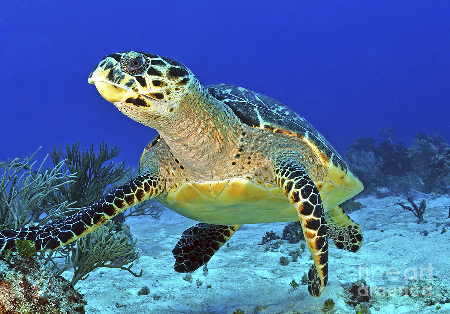 Hawskbill Turtle On Caribbean Reef Photograph by Karen Doody