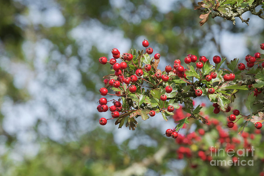 Hawthorn Berries Photograph by Terri Waters