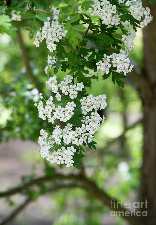 Hawthorn Blossom Photograph by Tim Gainey