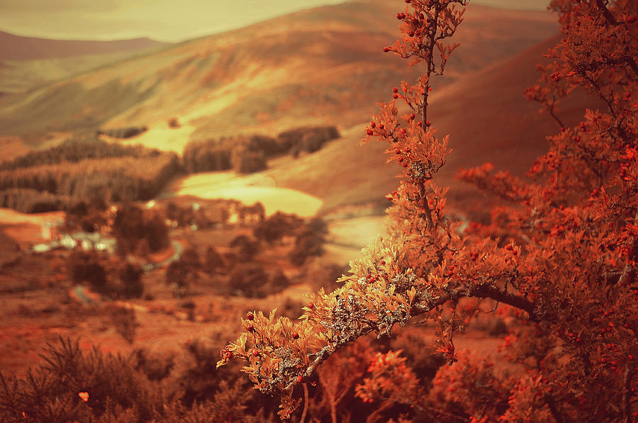 Hawthorn Branch with View To Wicklow Hills. Ireland. Toned Photograph by Jenny Rainbow
