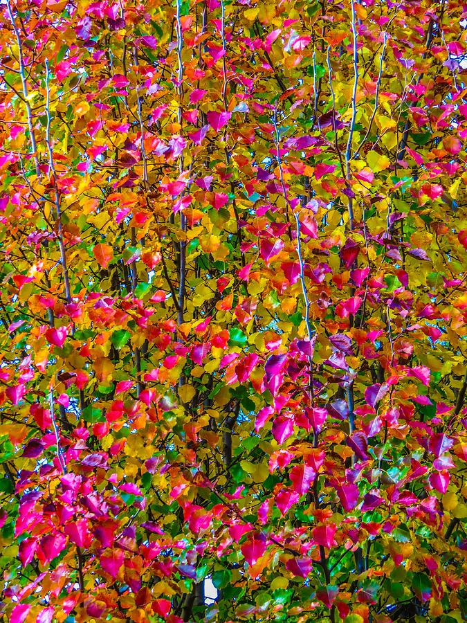 Hawthorne Tree in the Fall Photograph by Cheryl Thompson - Fine Art America