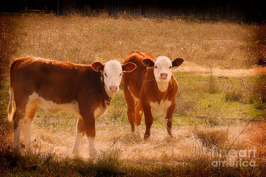 Hay Babies - Cow Art #566 Photograph by Ella Kaye Dickey